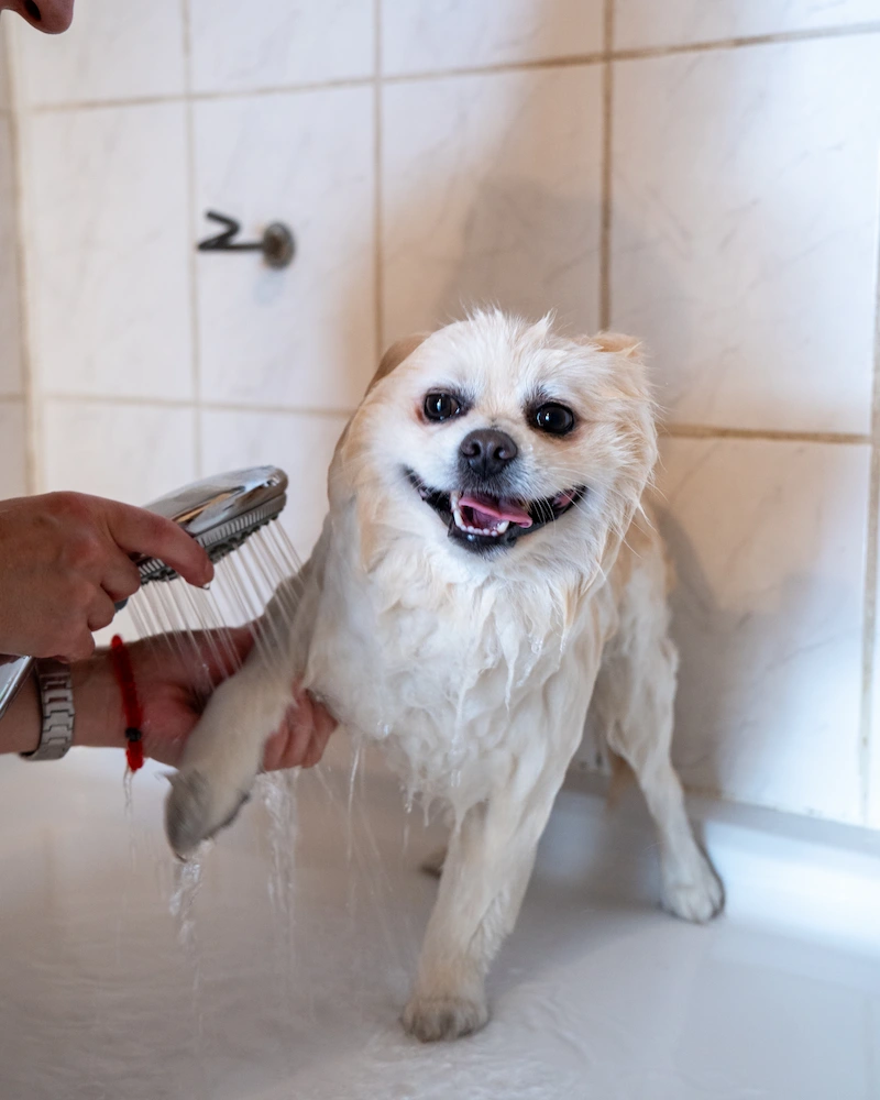 Home conceptum logo 14