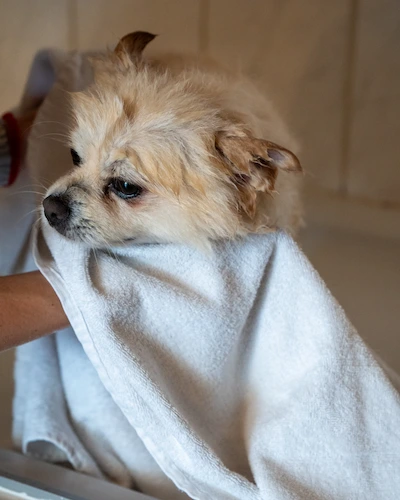 Home Conceptum Logo 35