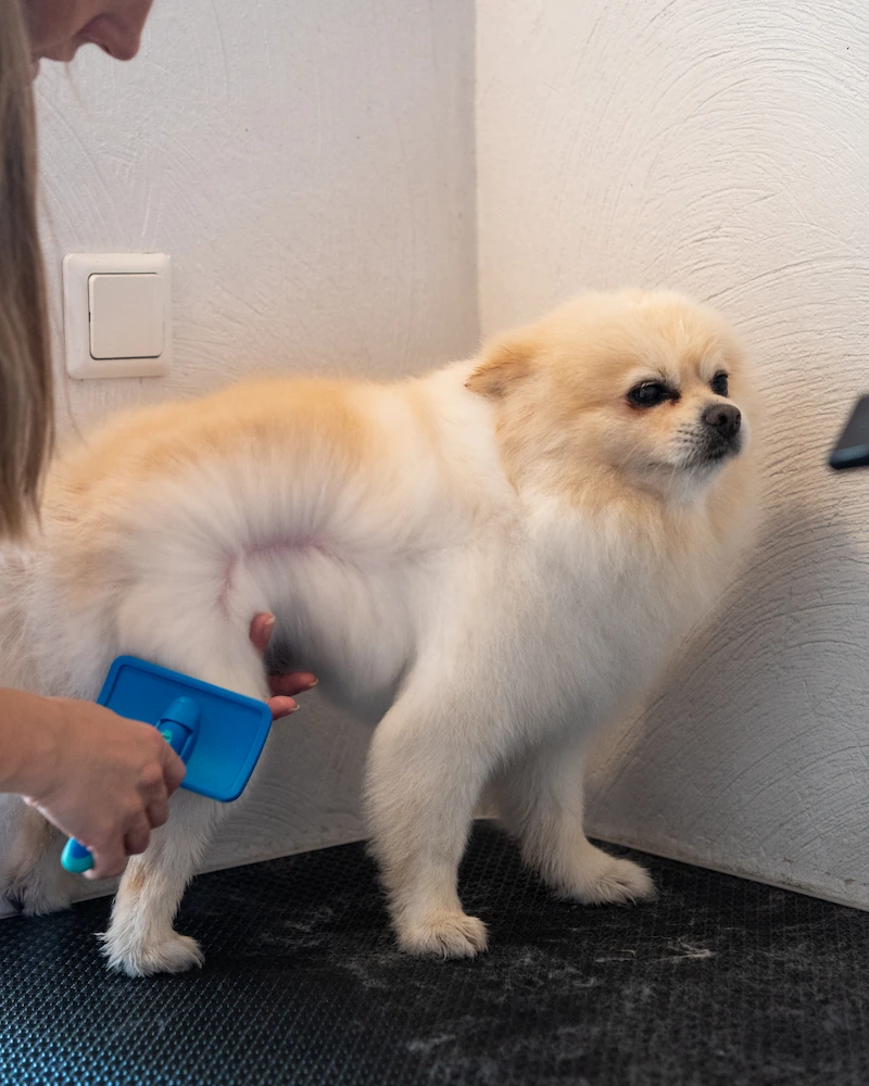 Home conceptum logo 52