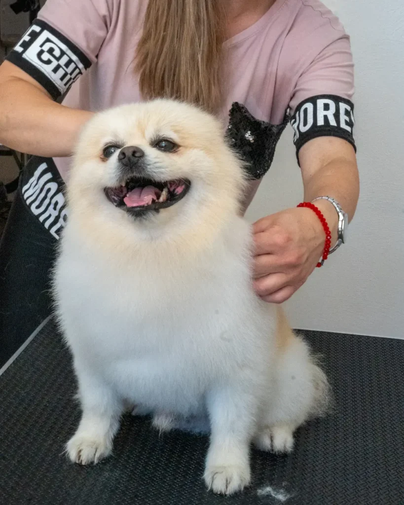 Home conceptum logo 56