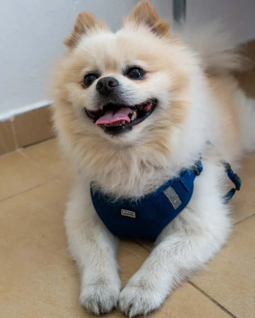 Home conceptum logo 7