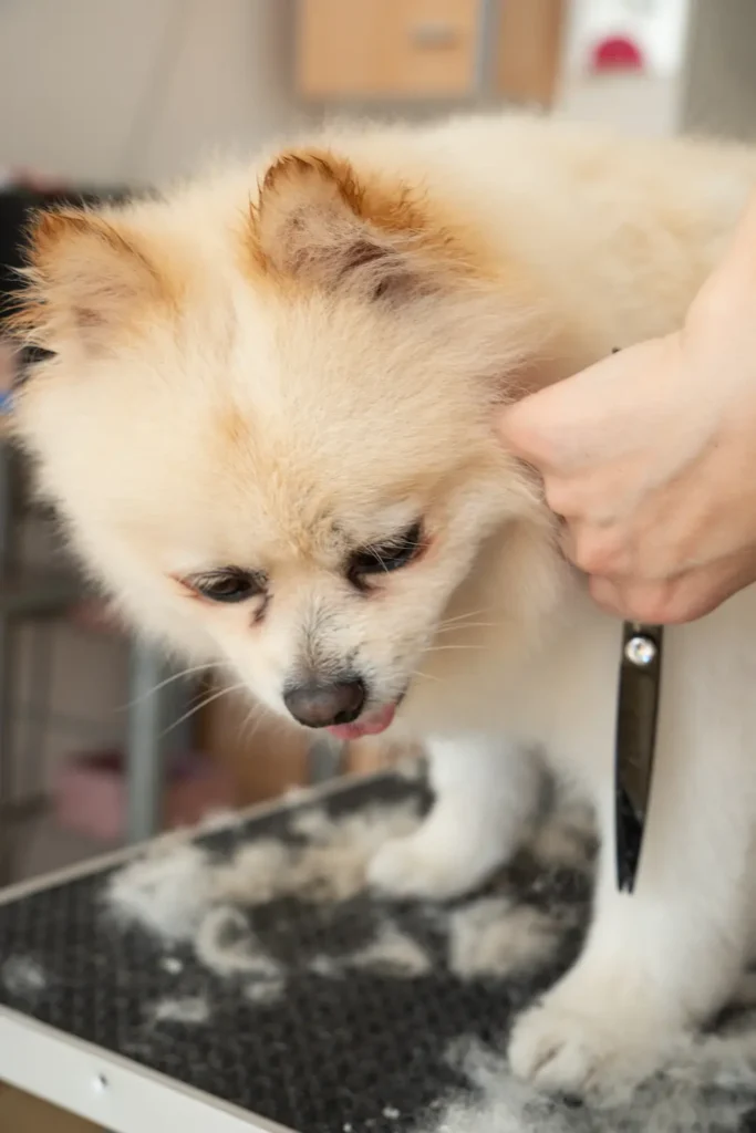 Home conceptum logo 89